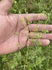 Arenaria