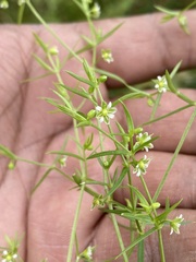 Arenaria