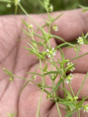 Arenaria
