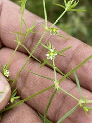 Arenaria