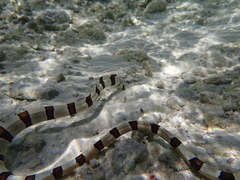 Myrichthys colubrinus