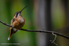 Phaethornis striigularis