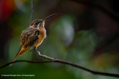 Phaethornis striigularis