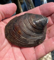 Reginaia ebenus