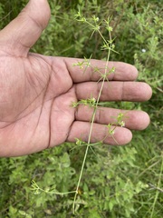 Arenaria