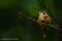 Phaethornis striigularis