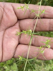 Arenaria