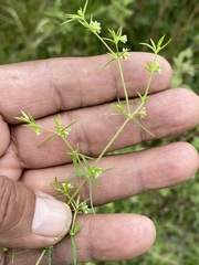 Arenaria