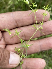 Arenaria