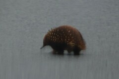 Tachyglossus aculeatus setosus