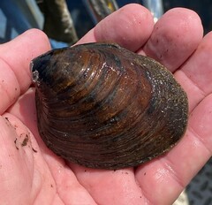 Reginaia ebenus