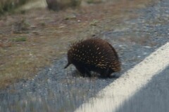 Tachyglossus aculeatus setosus