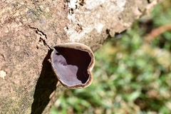 Auricularia cornea