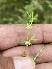 Arenaria