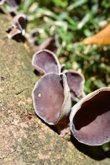 Auricularia cornea
