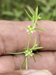 Arenaria