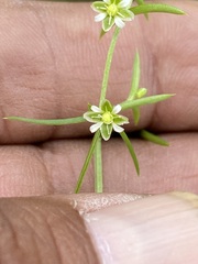 Arenaria