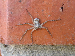 Philodromus margaritatus