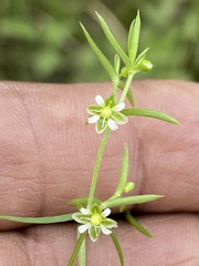 Arenaria