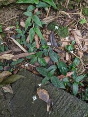 Codonacanthus pauciflorus