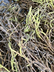 Salicornia