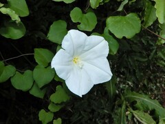 Calystegia tuguriorum