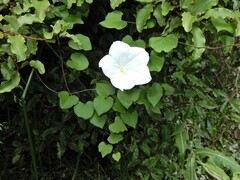 Calystegia tuguriorum