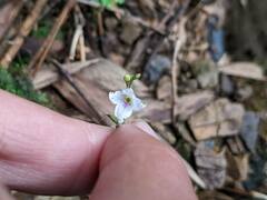 Codonacanthus pauciflorus