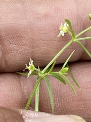 Arenaria