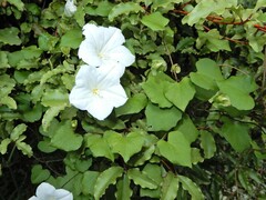Calystegia tuguriorum