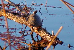 Actinemys marmorata marmorata