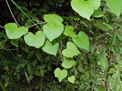 Calystegia tuguriorum