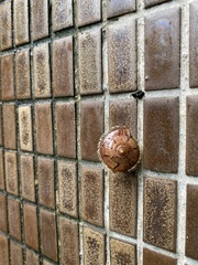 Plectotropis mackensii