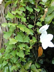 Calystegia tuguriorum