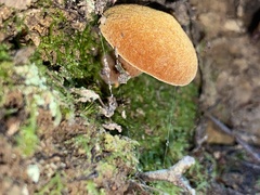 Chalciporus aurantiacus