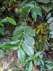 Lasianthus attenuatus attenuatus