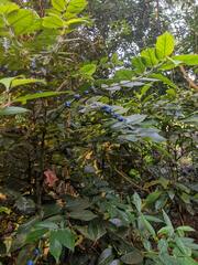 Lasianthus attenuatus attenuatus