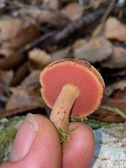 Chalciporus aurantiacus