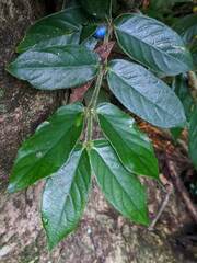 Lasianthus attenuatus attenuatus