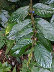 Lasianthus attenuatus attenuatus
