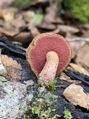 Chalciporus aurantiacus