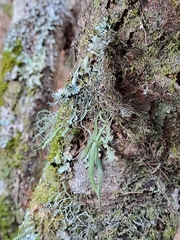 Lepisorus thunbergianus