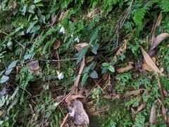 Codonacanthus pauciflorus