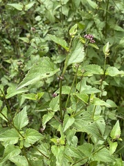 Fleischmannia pycnocephala