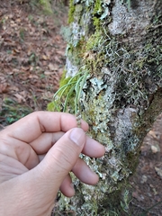 Lepisorus thunbergianus