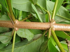 Viburnum odoratissimum
