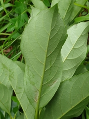 Viburnum odoratissimum