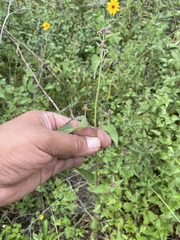 Fleischmannia pycnocephala