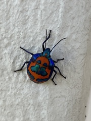 Tectocoris diophthalmus