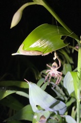 Neosparassus diana